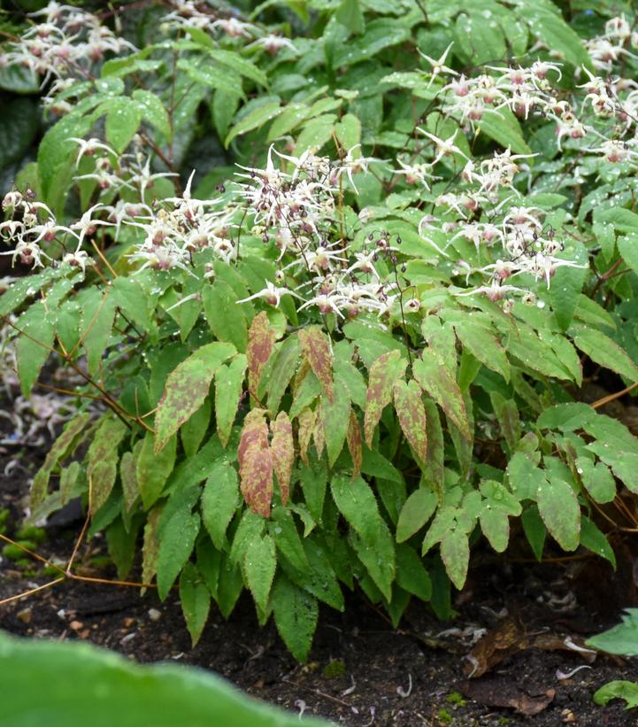 Epimedium 'Domino'