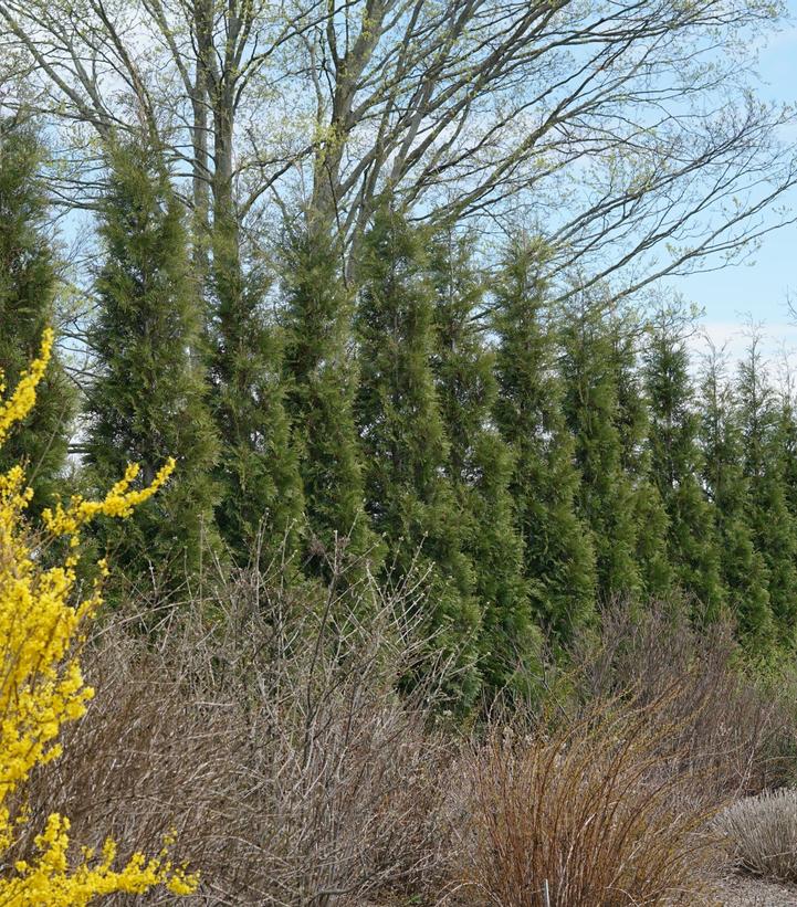 Thuja occidentalis Full Speed A Hedge®