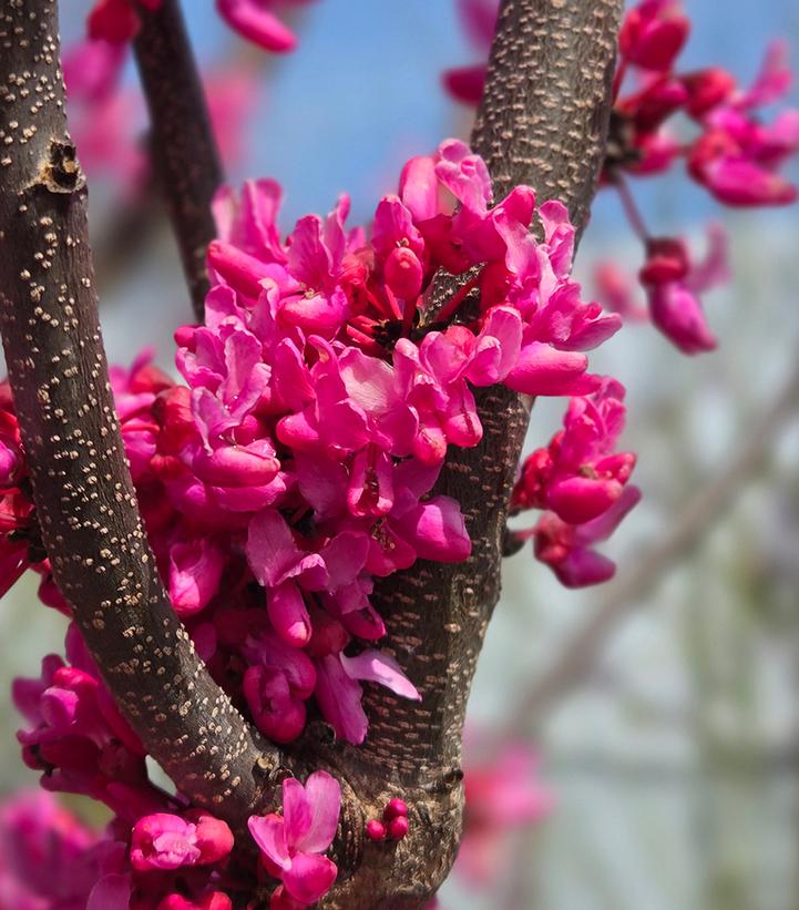 Cercis canadensis 'Appalachian Red'