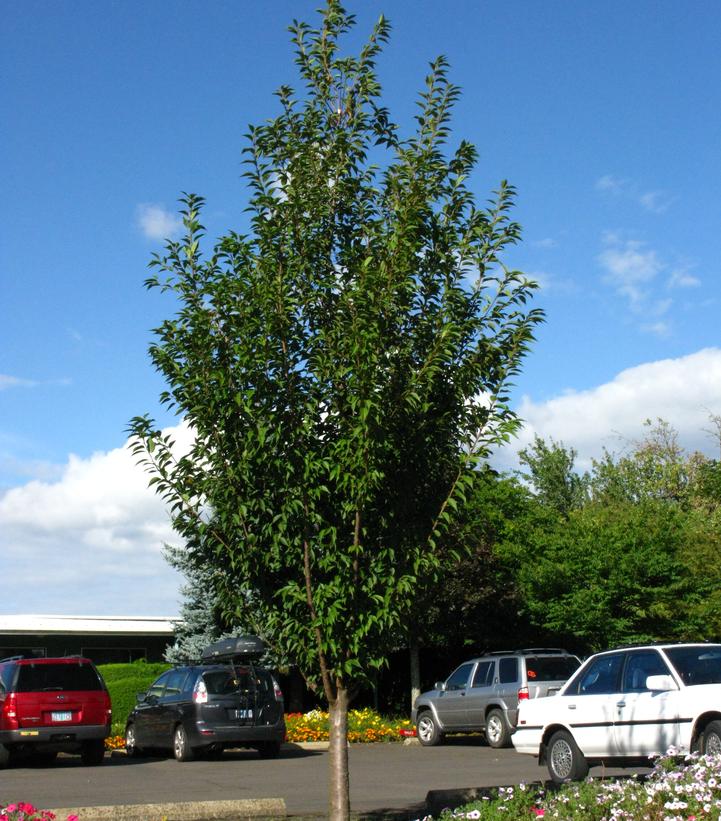 Prunus First Blush®