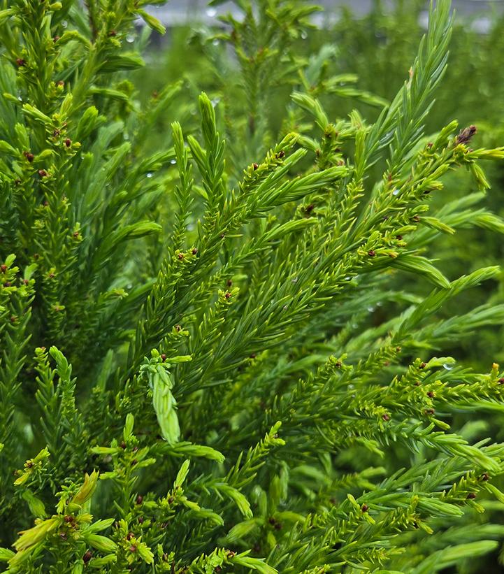 Cryptomeria japonica Yoshino