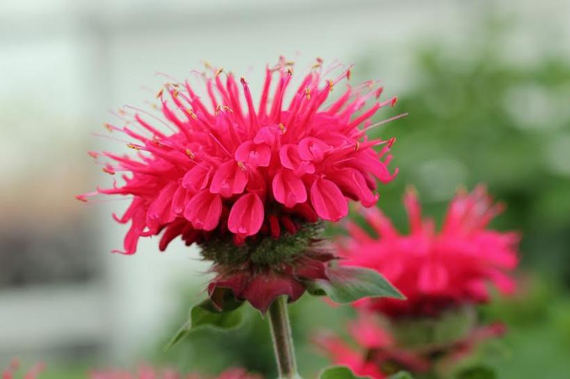 Monarda Bee-You® Bee Happy™