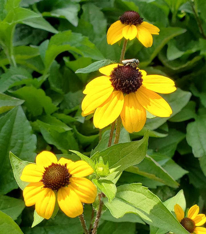 Rudbeckia triloba 'Blackjack Gold'