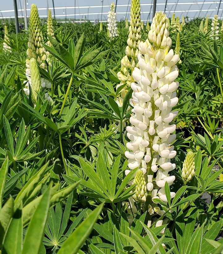 Lupinus p. lupini 'White Shades'