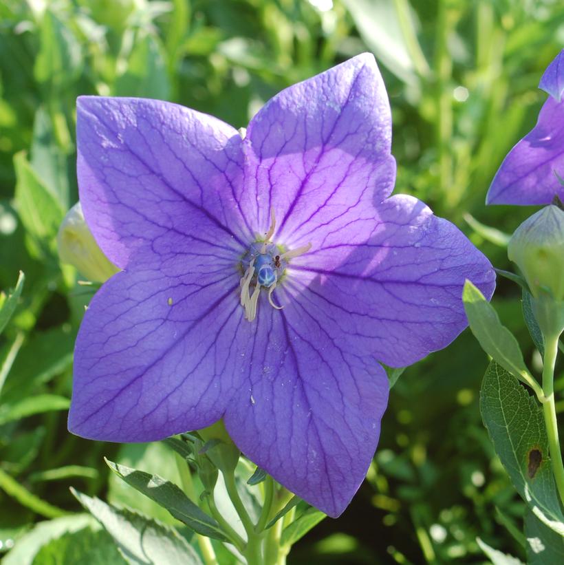 Platycodon grand. 'Astra Blue'