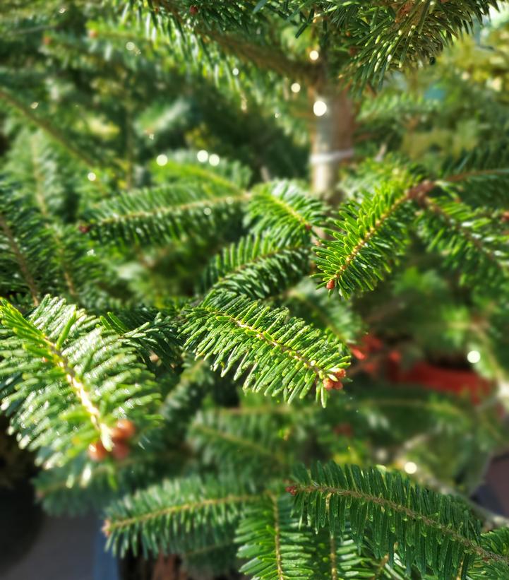 Abies balsamea Balsam Fir from Dietrich Gardens