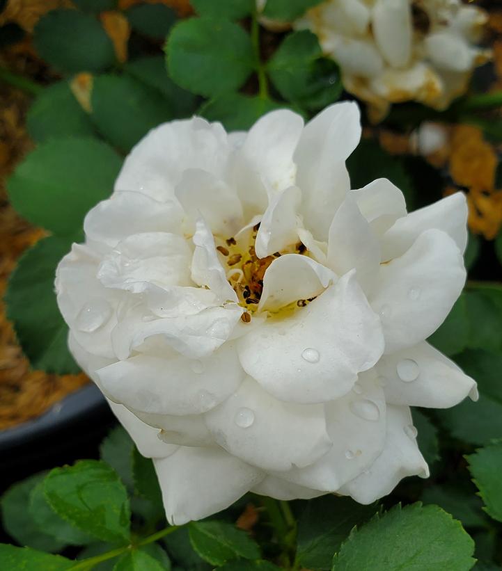 Rosa Easy Elegance® Snowdrift
