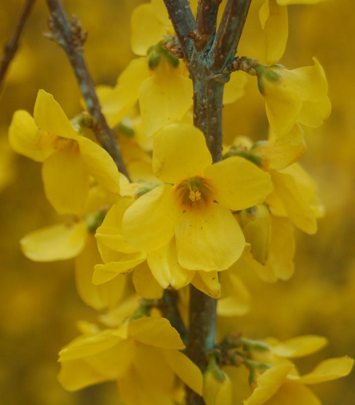 Forsythia Show Off®