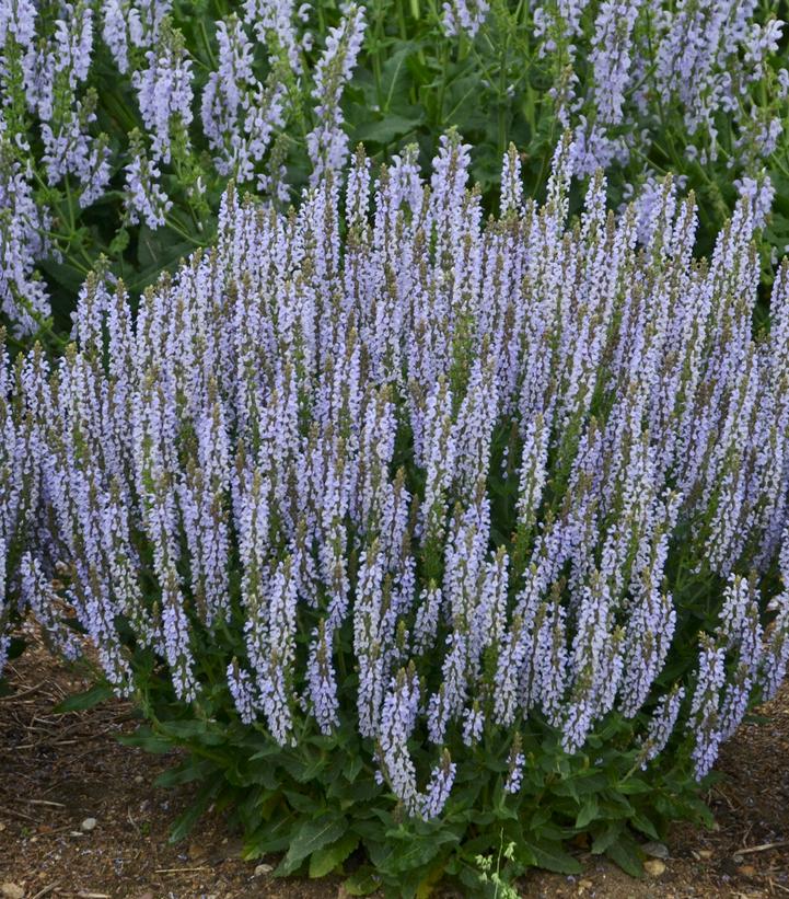 Salvia nemerosa 'Perfect Profusion'