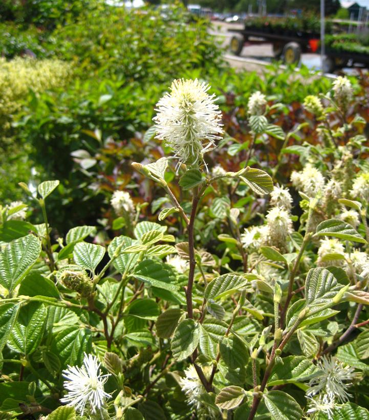 Fothergilla major 