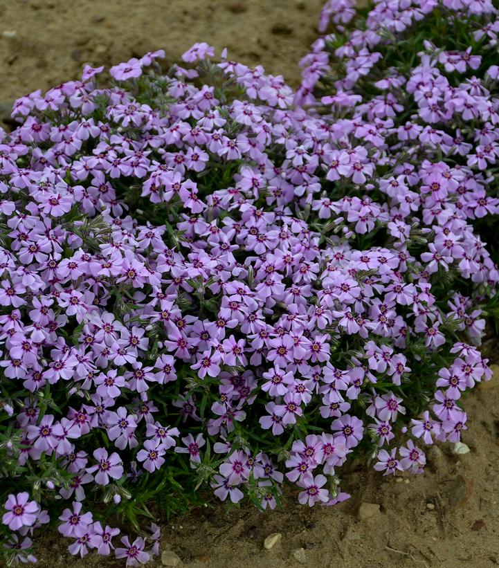 Phlox subulata 'Eye Candy'