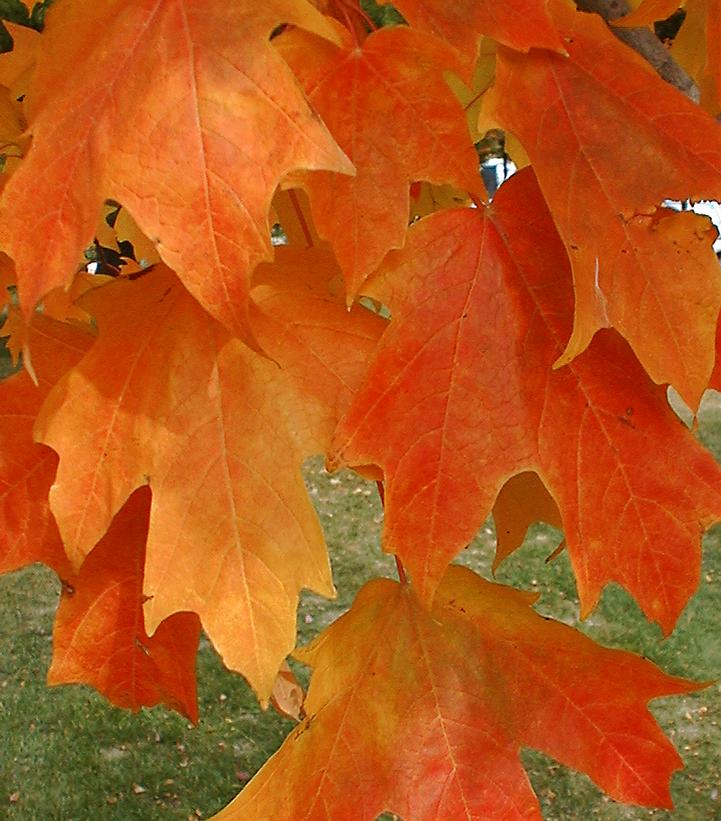 Acer saccharum Fall Fiesta®