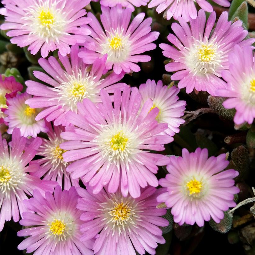 Delosperma cooperi 'Jewel of Desert Rosequartz'