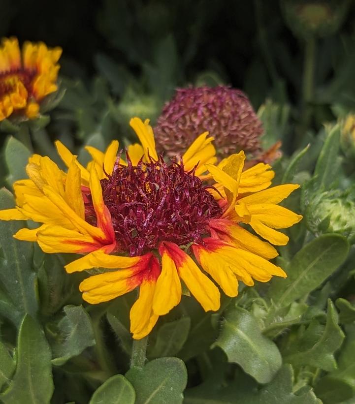 Gaillardia Spintop 'Red Starburst'