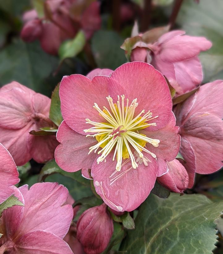 Helleborus x Frostkiss® Cheryl's Shine