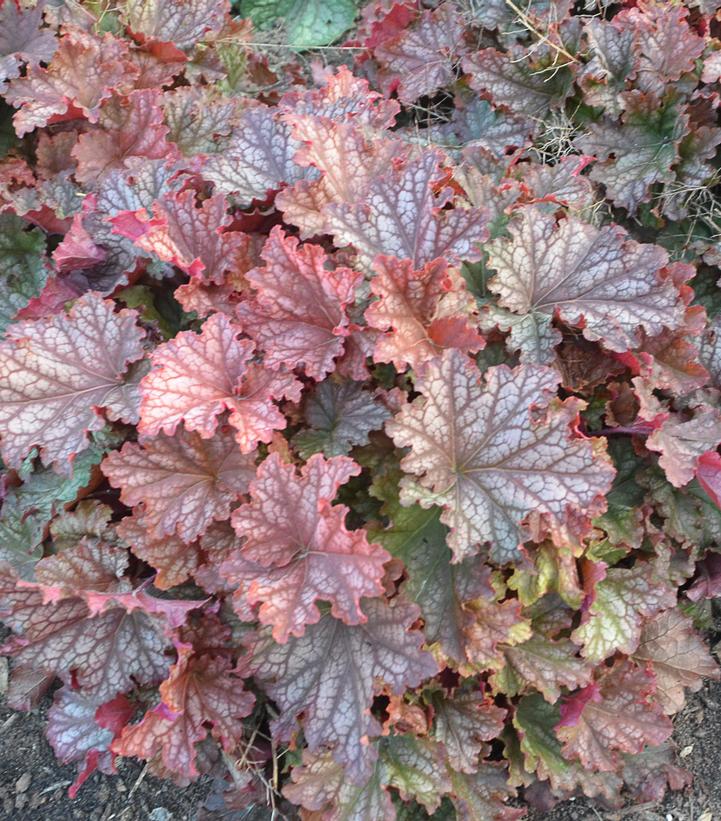 Heuchera hybrid Primo™ 'Peachberry Ice'