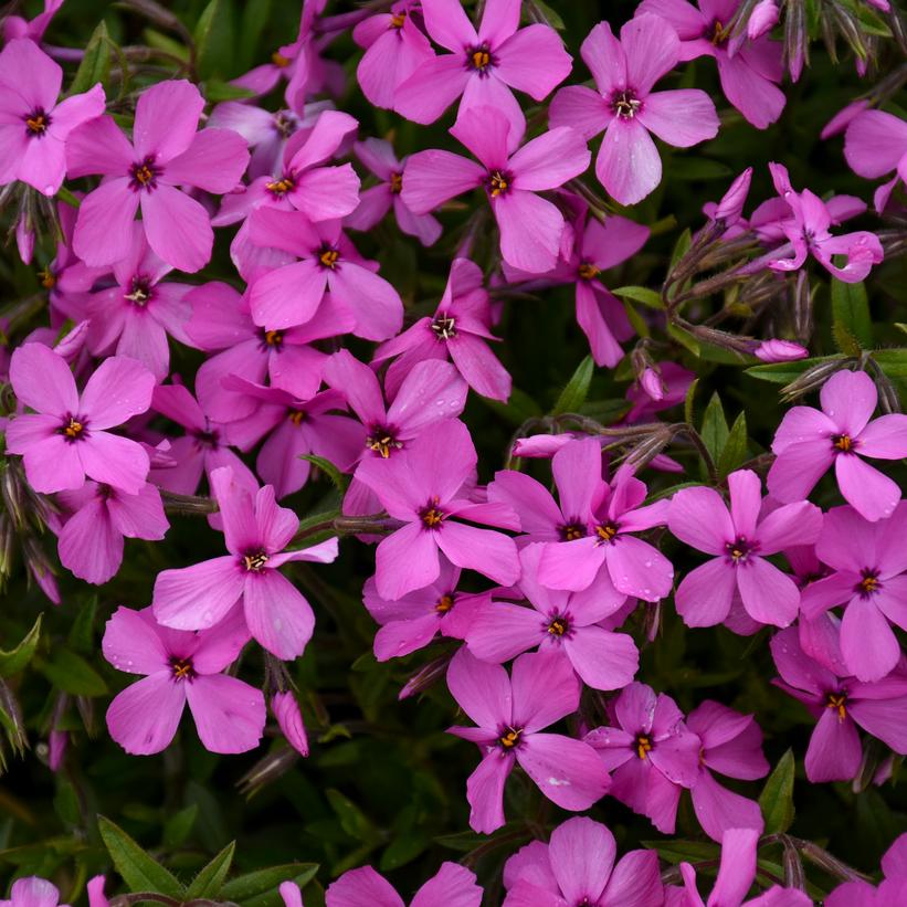 Phlox 'Magenta Sprite'