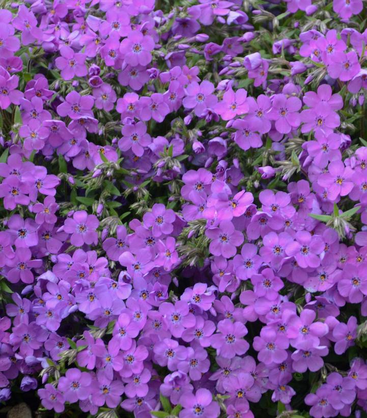 Phlox 'Purple Sprite'