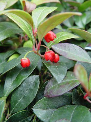 Gaultheria procumbens 