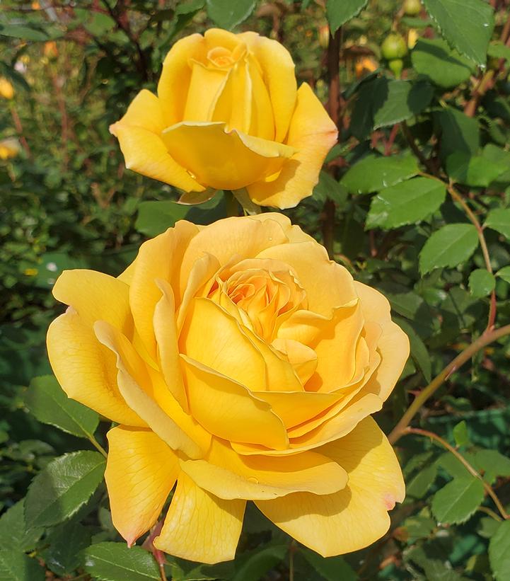 Rosa 'Golden Celebration'