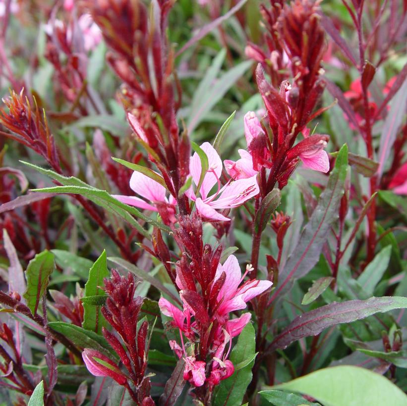 Gaura lindheimeri Passionate Blush™