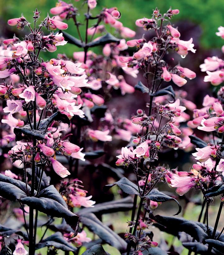 Penstemon Dakota™ Burgundy