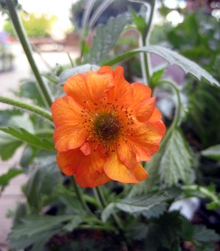 Geum Totally Tangerine™