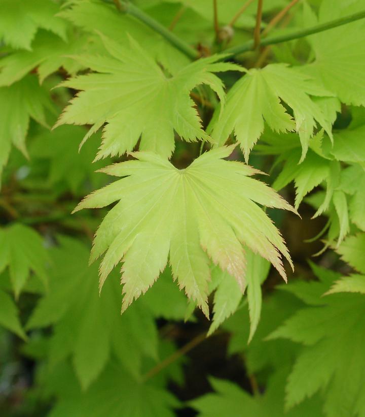 Acer shirasawanum 'Aureum'