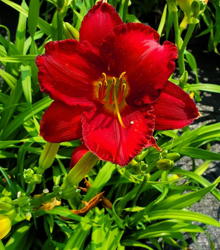 Hemerocallis 'Chicago Apache'