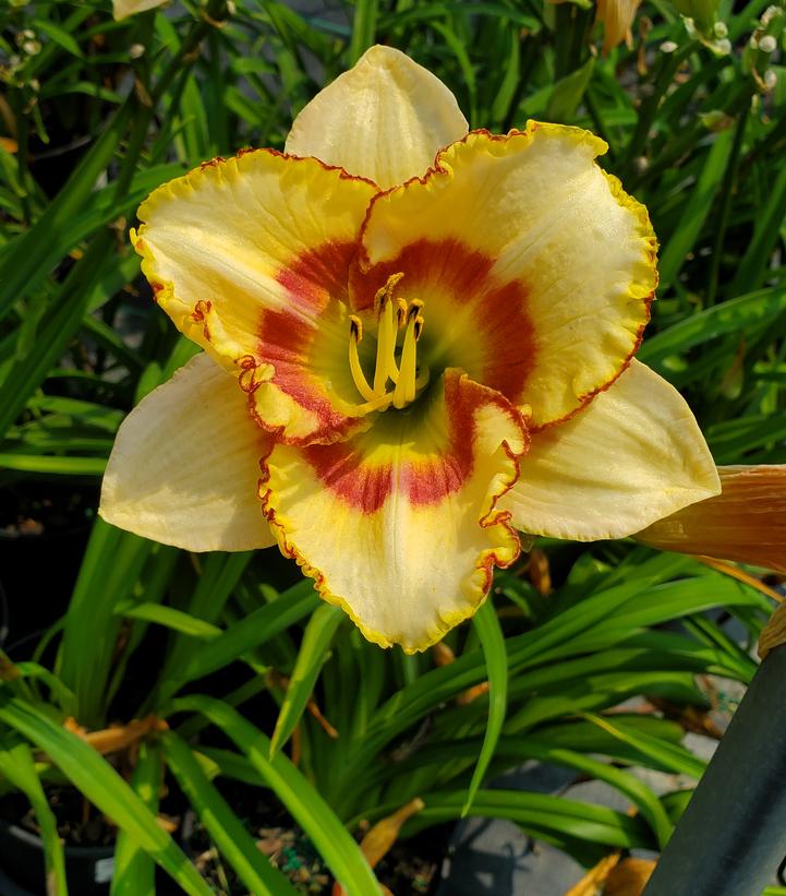 Hemerocallis Custard Candy