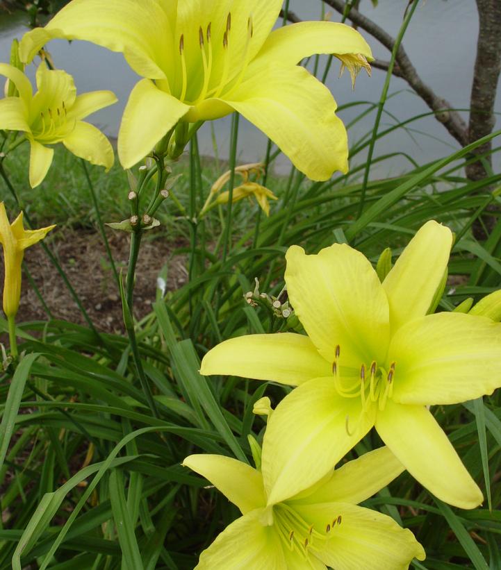 Hemerocallis Hyperion-Yellow