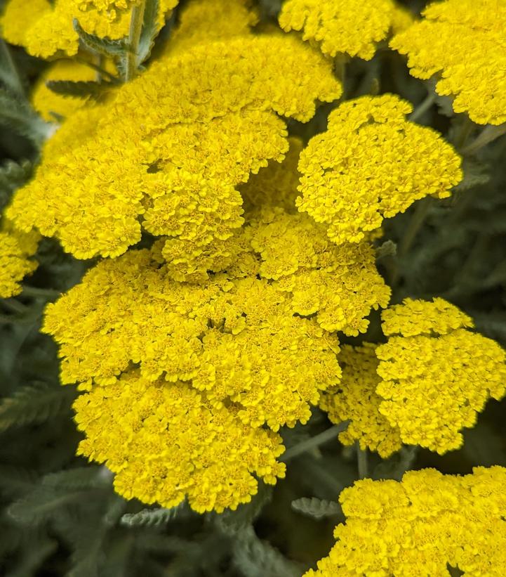 Achillea filipendulina 'Moonshine'