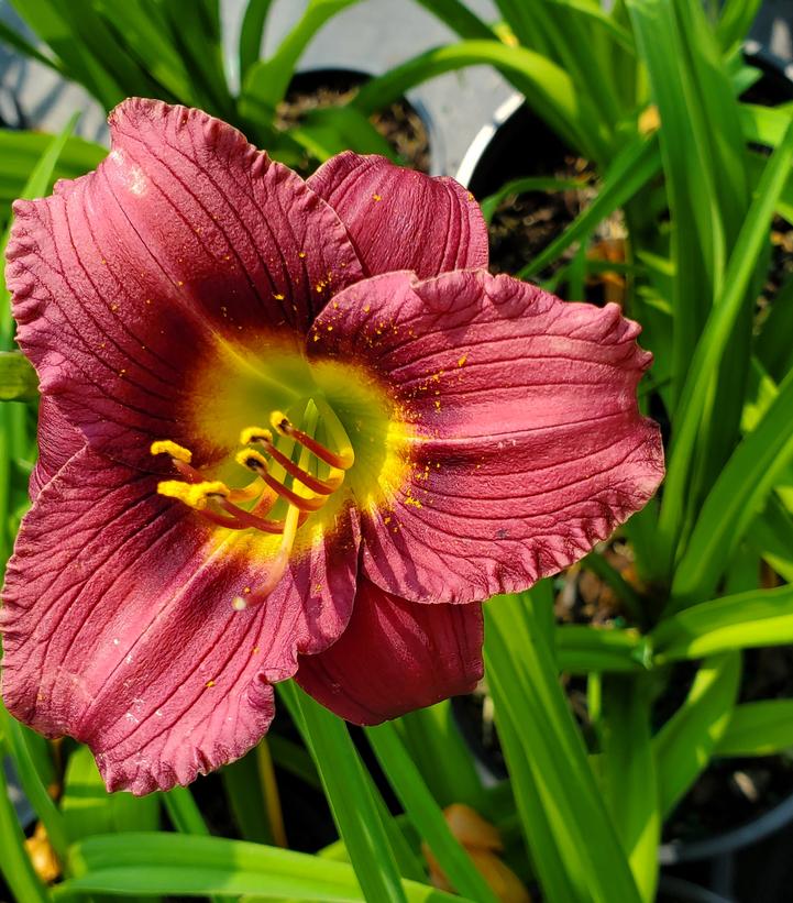 Hemerocallis Little Grapette