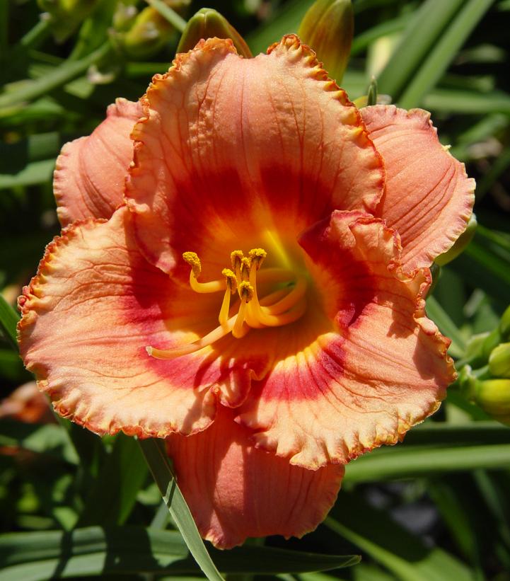 Hemerocallis Strawberry Candy