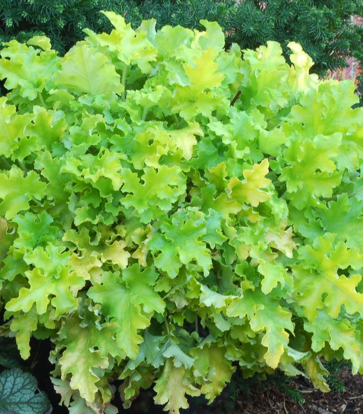 Heuchera 'Lime Marmalade'