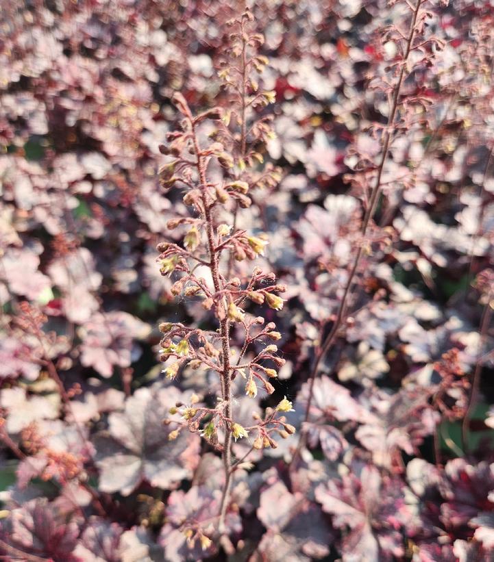 Heuchera Midnight Rose