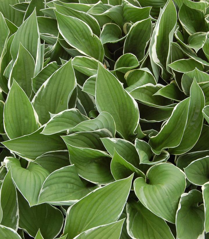 Hosta Francee