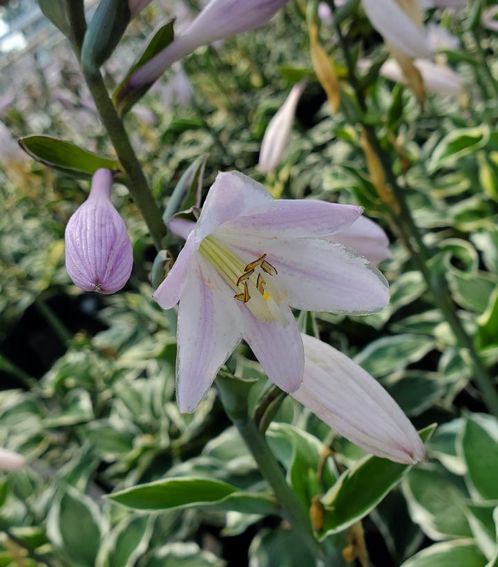 Hosta Patriot