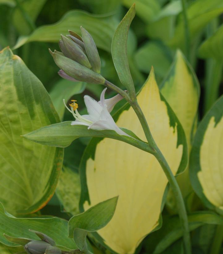 Hosta Pauls Glory