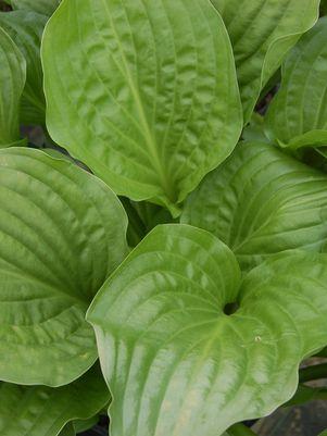 Hosta x 'Royal Standard'