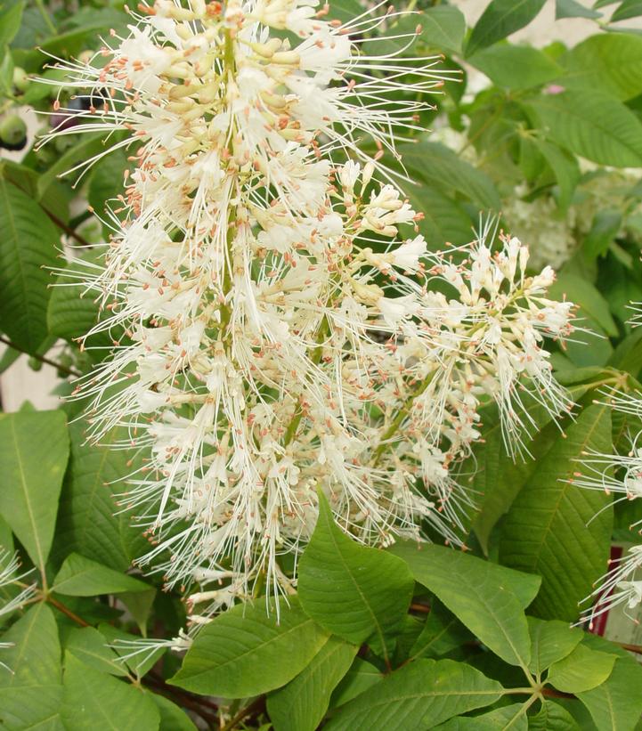 Aesculus parviflora 