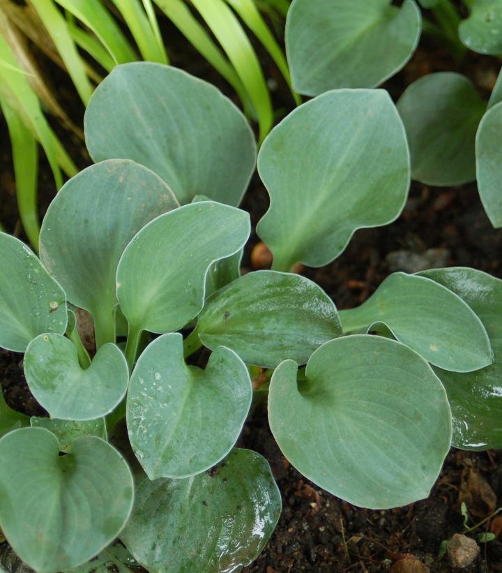 Hosta Blue Mouse Ears