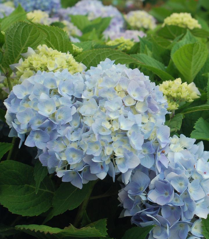 Hydrangea Mac. 'Endless Summer® The Original' Endless Summer® The ...