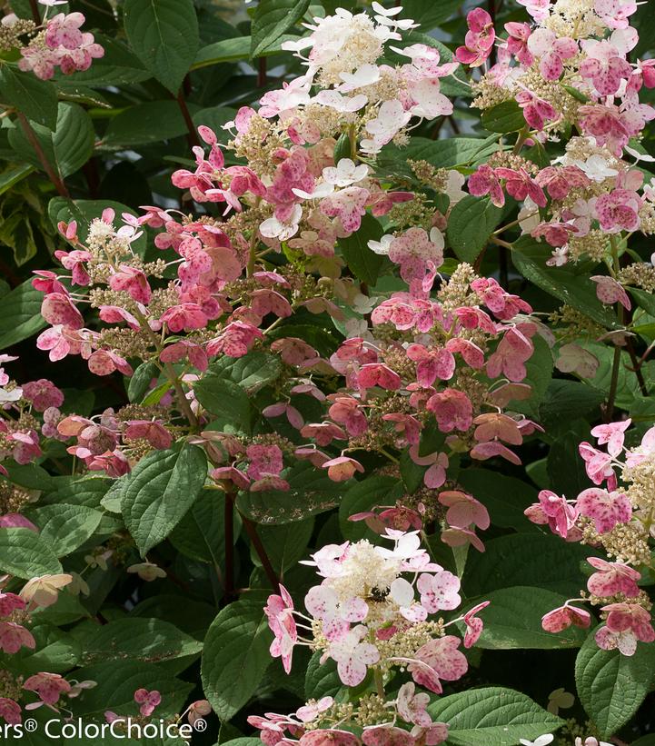 Hydrangea pan. Quick Fire®