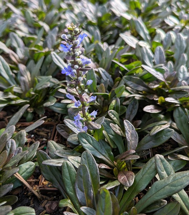 Ajuga 'Chocolate Chip'