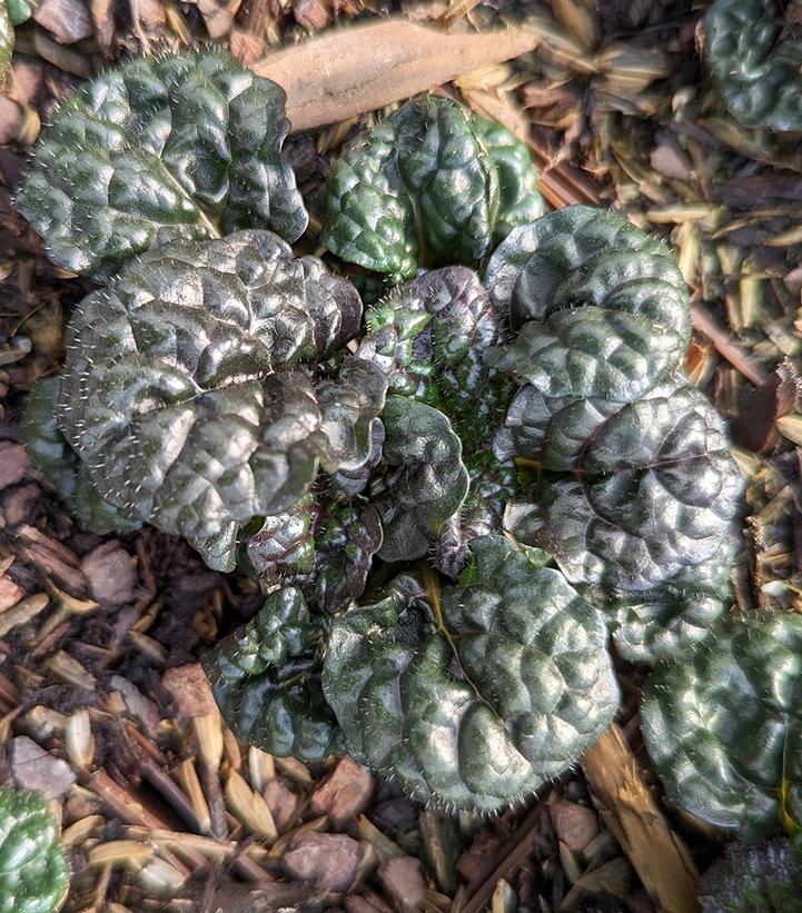 Ajuga pyramidalis 'Metalica Crispa'