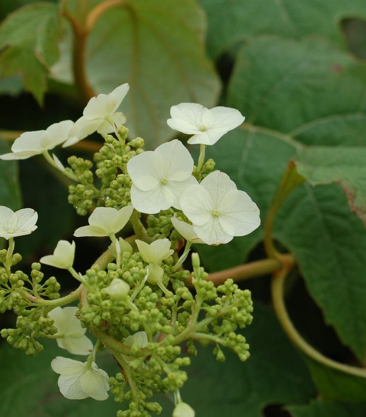 Hydrangea quercifolia Snow Queen™