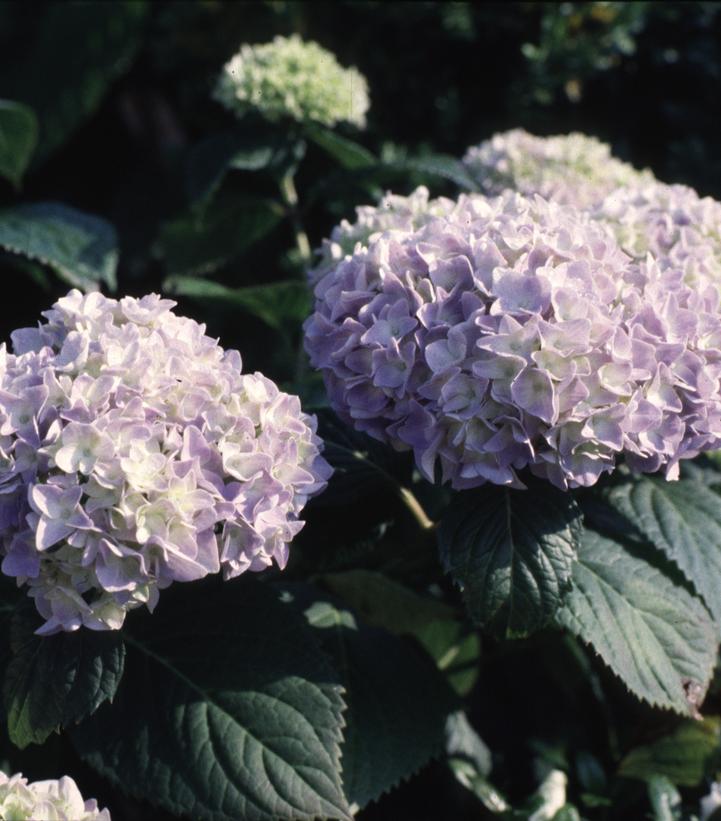 Hydrangea mac. Nikko Blue