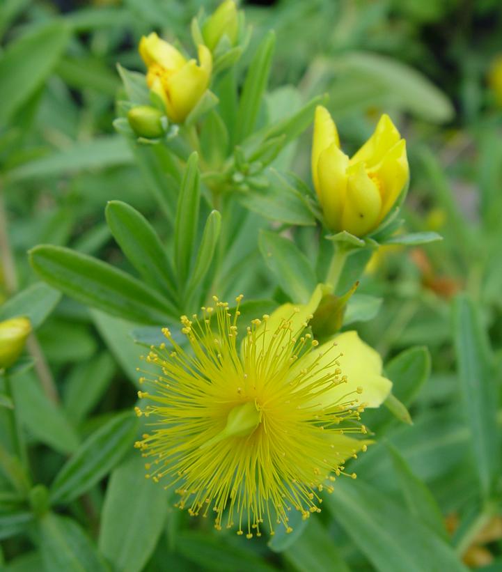 Hypericum frondosum 'Sunburst'