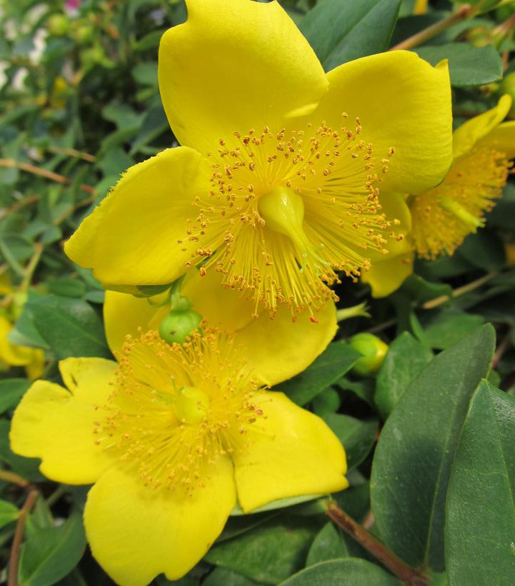 Hypericum patulum 'Hidcote'